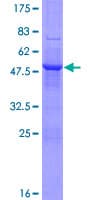 Human PSG11 Protein (Recombinant GST)