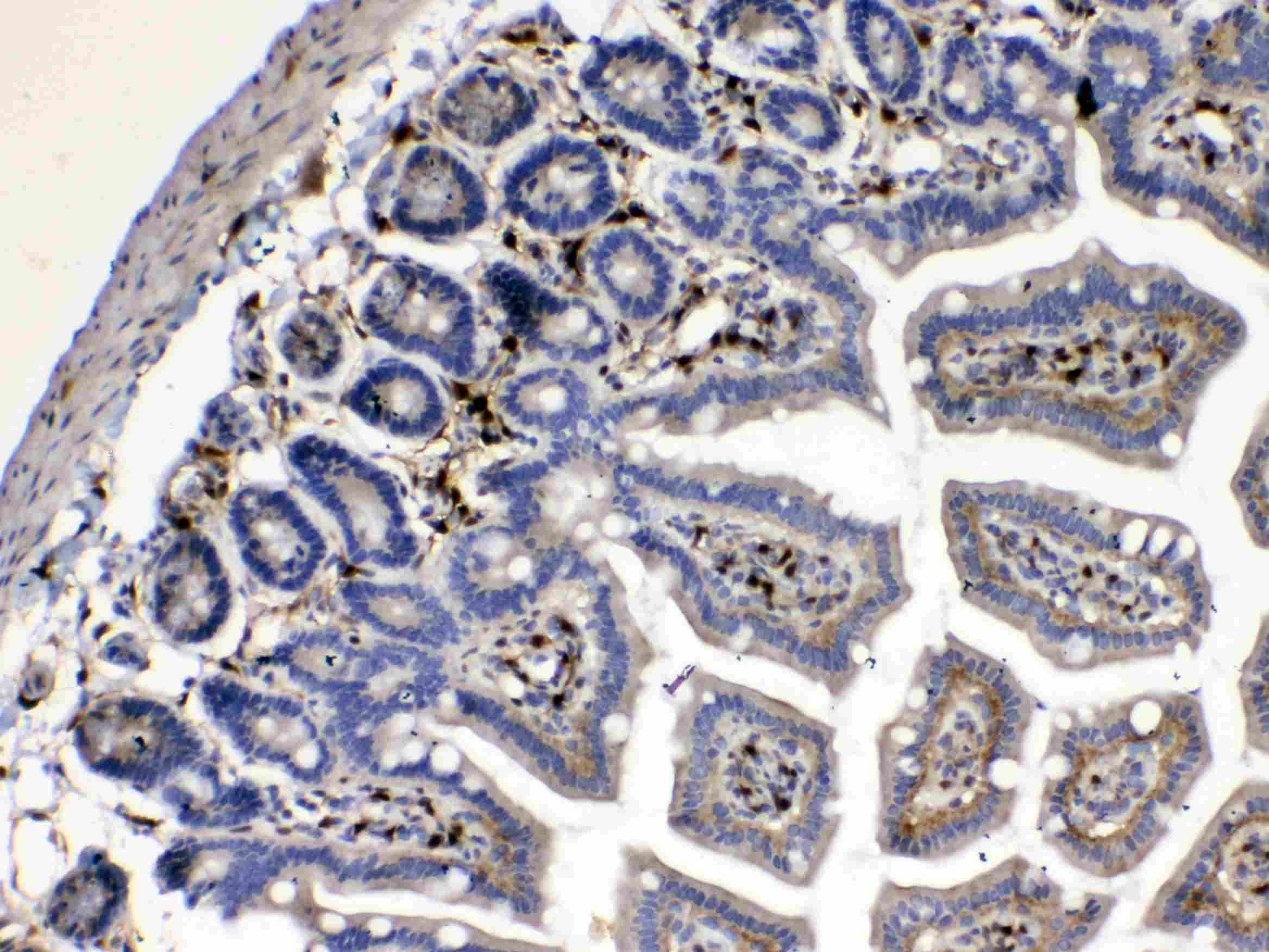 CYGB / Cytoglobin Antibody