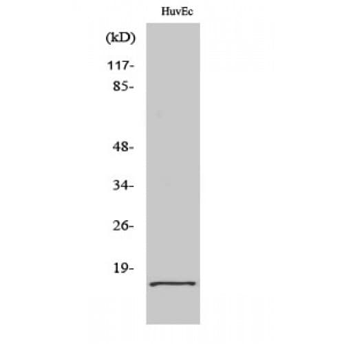 EIF5A2 Antibody (Internal)