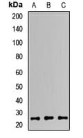 MAD2B / REV7 Antibody