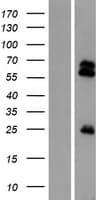 TMPRSS13 / MSP Protein (Over-Expression Lysate Myc-DDK (Flag))