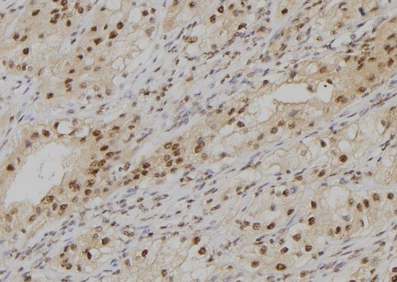 POLD4 Antibody