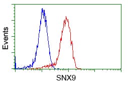 SNX9 / WISP Antibody (clone OTI2F1)