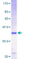 Human ATP5J2 / F1Fo-ATPase Protein (Recombinant GST)