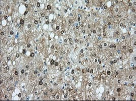 PDE4A / PDE4 Antibody (clone OTI8B7, Carrier-free)