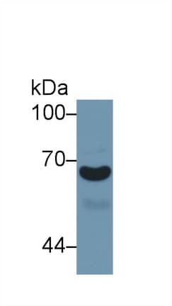 A1BG Antibody (aa22-219)