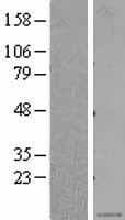 CXCL5 Protein (Over-Expression Lysate Myc-DDK (Flag))