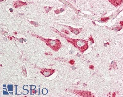 IHC-plus™ RRAGC / RAGC Antibody (aa349-399)