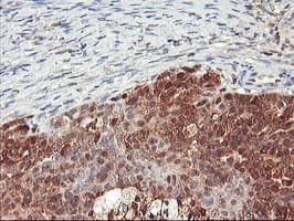 NLN / Neurolysin Antibody (clone OTI2H1, Carrier-free)
