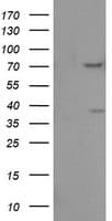 FMR1 / FMRP Antibody (clone OTI3B4)