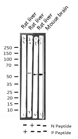 SGK1 / SGK Antibody (phospho-Ser422)