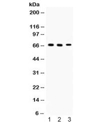INA / Alpha Internexin Antibody