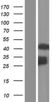 AVEN / PDCD12 Protein (Over-Expression Lysate Myc-DDK (Flag))
