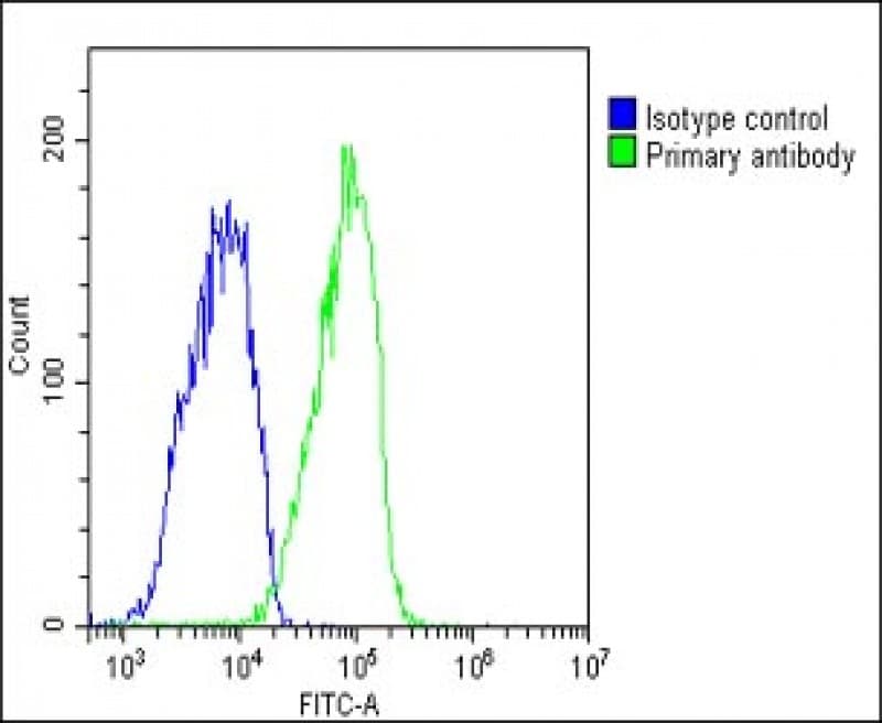 GYG1 / Glycogenin Antibody (C-Terminus)