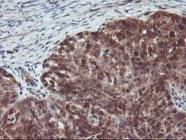 RABL2A Antibody (clone OTI5A10, Carrier-free)