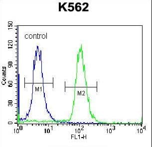 Polyclonal Rabbit anti-Human AMELX Antibody (aa17-46, IHC, WB)