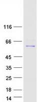 Human RBPJ Protein (Recombinant Myc-DDK (Flag))
