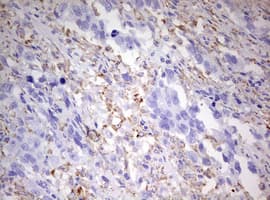 CD68 Antibody (aa22-319, clone OTI3B6)