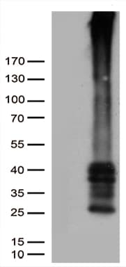 GPR151 Antibody (clone OTI3D1)