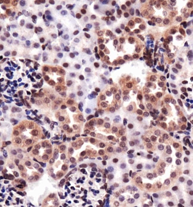 HMOX1 / HO-1 Antibody