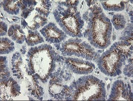 RAB30 Antibody (clone OTI3C6, Carrier-free)
