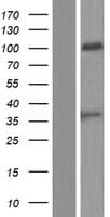 PSG8 Protein (Over-Expression Lysate Myc-DDK (Flag))