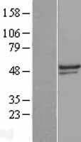 TULP3 Protein (Over-Expression Lysate Myc-DDK (Flag))