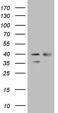 WDR61 Antibody (aa92-305, clone OTI1A7, Carrier-free)