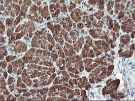 MLF1 Antibody (clone OTI3A3)