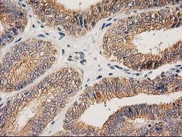 CHCHD5 Antibody (clone OTI9E6)