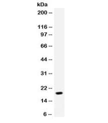 CXCL7 / PPBP Antibody