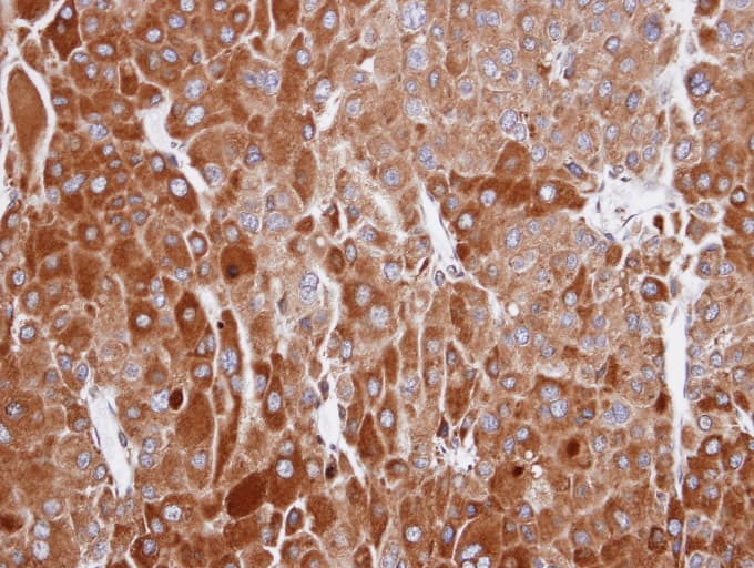 RIC8A Antibody (aa478-537)