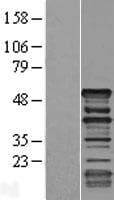 DMTN / Dematin Protein (Over-Expression Lysate Myc-DDK (Flag))