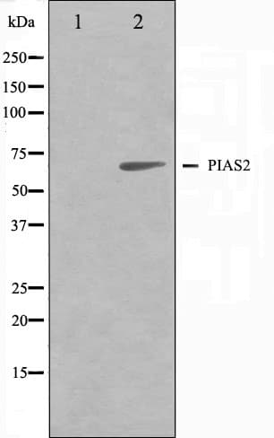 PIAS2 / PIASX Antibody