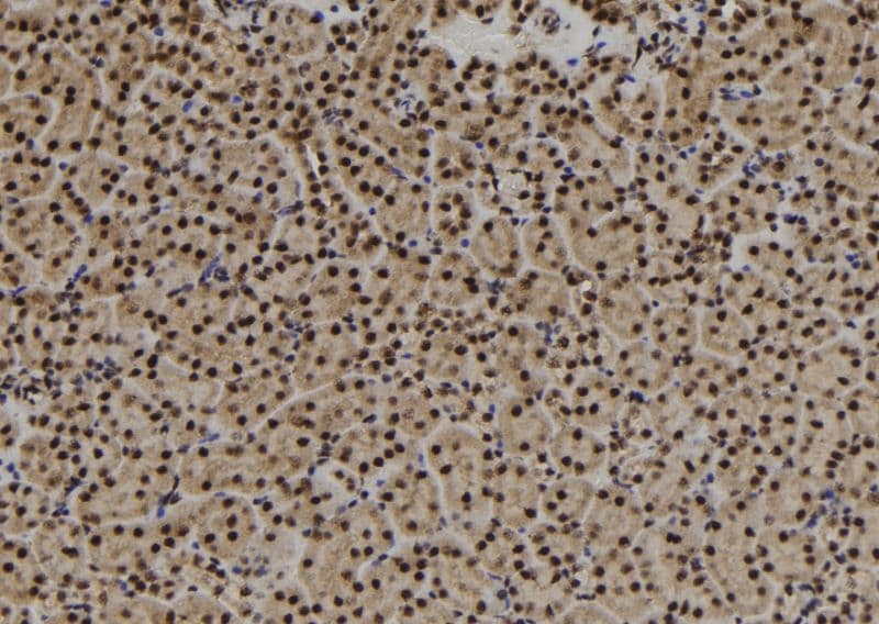 USP3 / UBP Antibody
