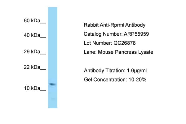 RPRML Antibody (aa41-90)