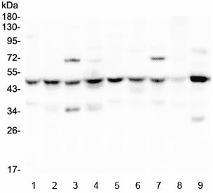 SF3B4 Antibody