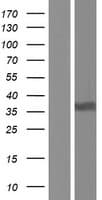 STX2 / Syntaxin 2 Protein (Over-Expression Lysate Myc-DDK (Flag))