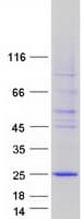 Human C5orf49 Protein (Recombinant Myc-DDK (Flag))