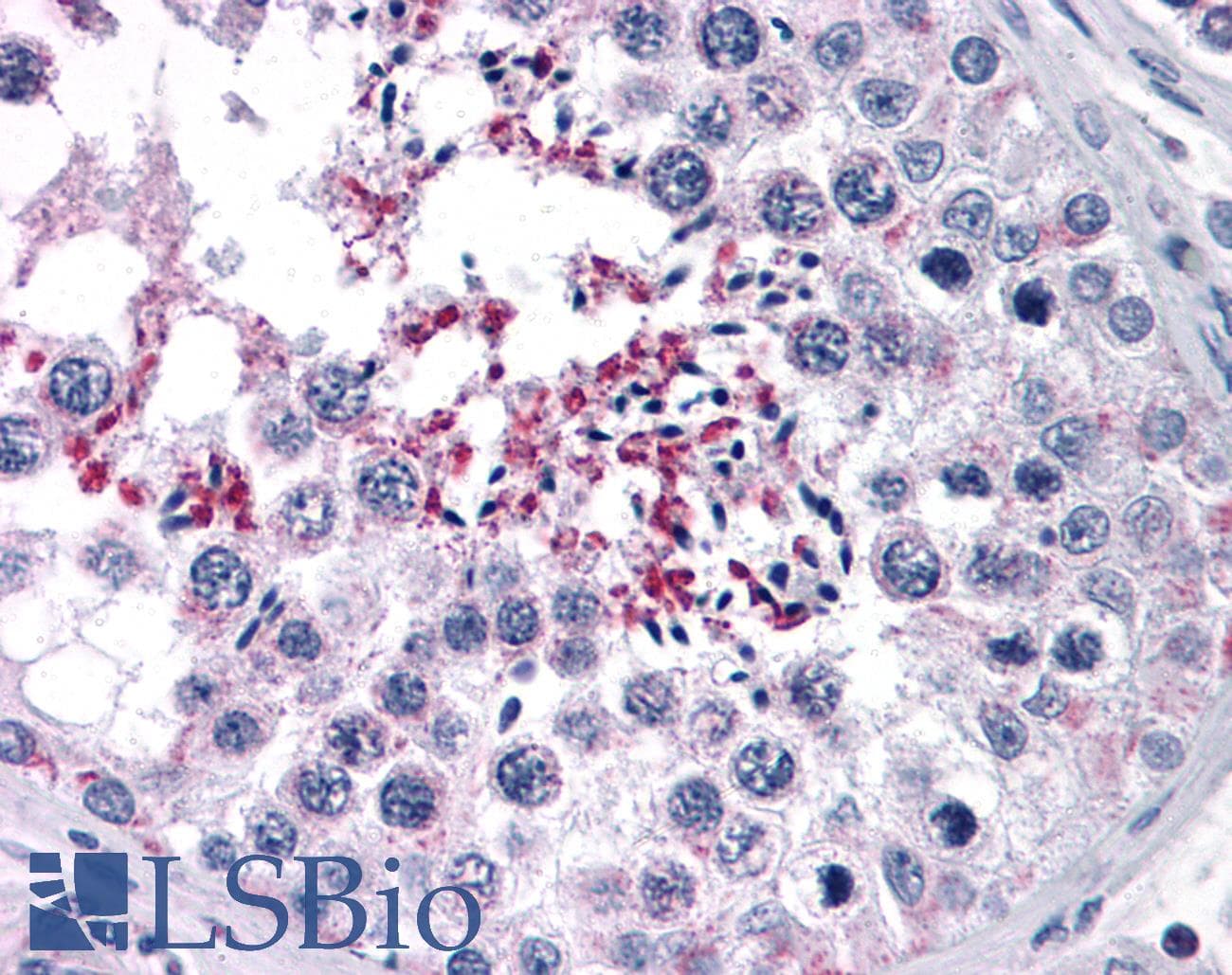 IHC-plus™ CCDC134 Antibody