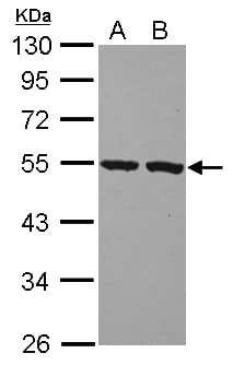 PI16 Antibody