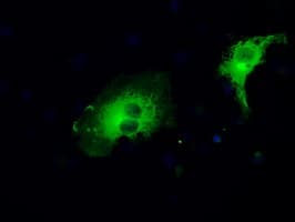 MAP2K1 / MKK1 / MEK1 Antibody (clone OTI1C1, Carrier-free)