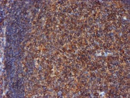 PDIA4 / ERP72 Antibody (clone OTI2B9)