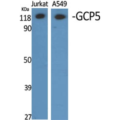 TUBGCP5 / GPC5 Antibody (710-790 aa, Internal)