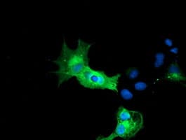 CALCOCO2 Antibody (clone OTI7A7, Carrier-free)