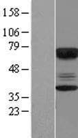 CABYR Protein (Over-Expression Lysate Myc-DDK (Flag))