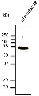 RAB28 Antibody (C-Terminus)