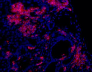 Monoclonal Rat anti-Mouse Oval Cell Marker OC2 Antibody (clone OC2-6E10, IHC)
