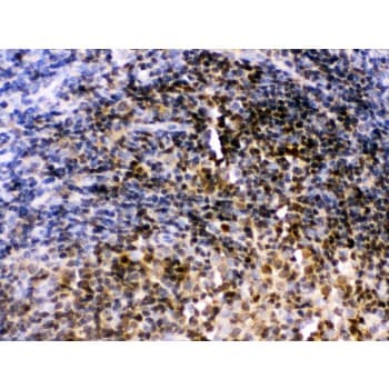 PAX2 Antibody (aa248-282)