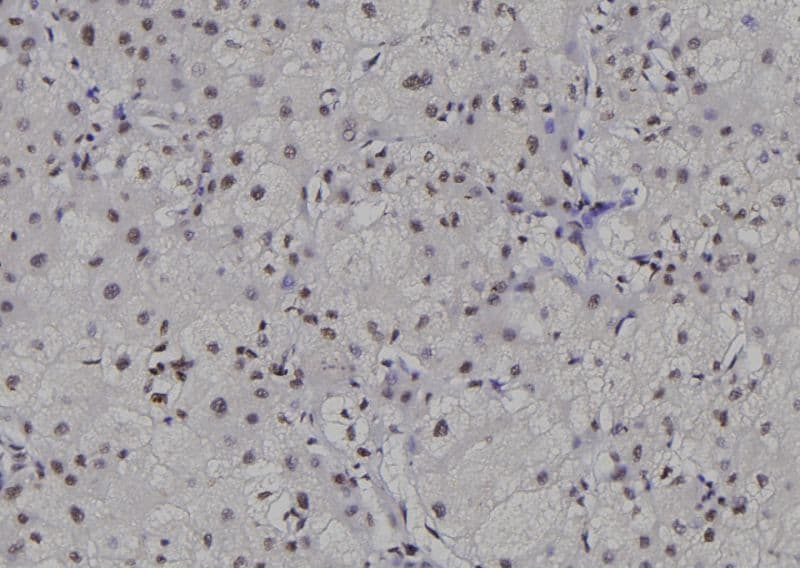 POLR2C Antibody